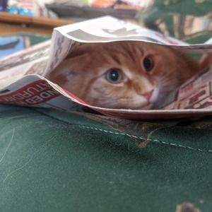 Meet your Posher, Cherie